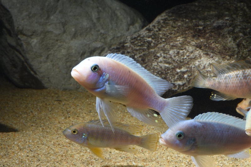 Maylandia callainos 'Chidunga Rocks'